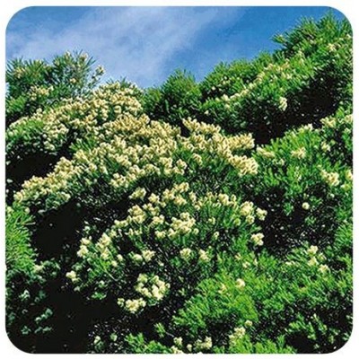 Comprar PRANAROM ACEITE ESENCIAL ARBOL DE TE BIO 10 ML al mejor precio en NuestraFarma, tu farmacia online