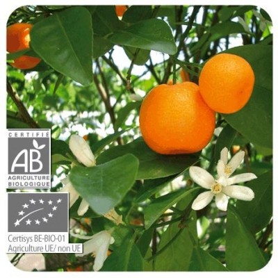 Comprar PRANAROM ACEITE ESENCIAL MANDARINA CASCARA BIO 10 ML al mejor precio en NuestraFarma, tu farmacia online