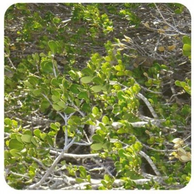 Comprar PRANAROM ACEITE ESENCIAL MANDRA-VASAROTRA BIO 10 ML al mejor precio en NuestraFarma, tu farmacia online