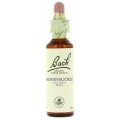 FLORES DE BACH FLOR DE BACH 16 HONEYSUCKLE 20 ML